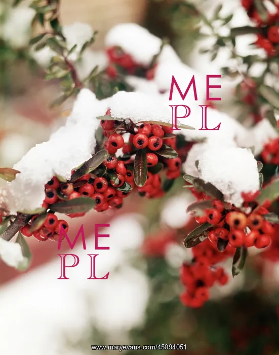 : Firethorn Or Pyracantha Red Berries Snow Covered in Winter : Firethorn Or Pyracantha Red Berries Snow Covered in Winter