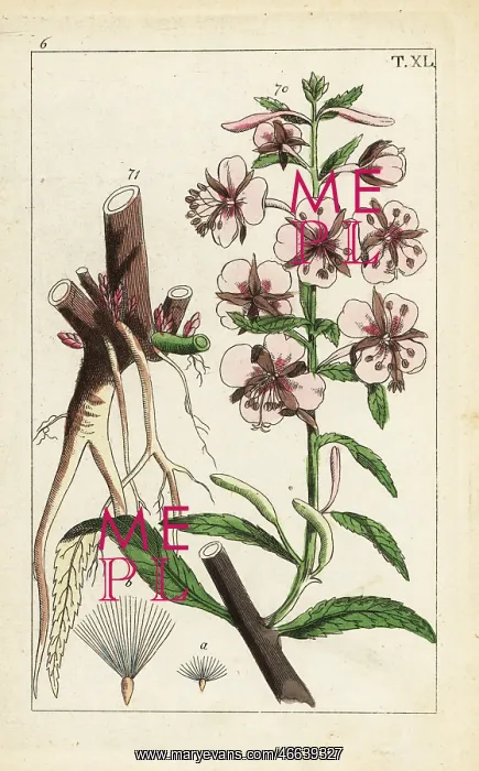 : Fireweed, Epilobium angustifolium : Fireweed, Epilobium angustifolium