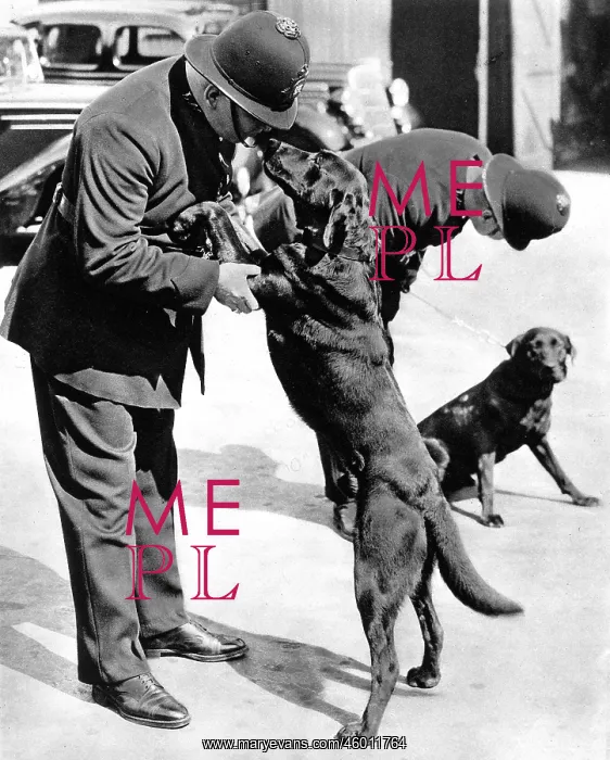 : First Metropolitan Police-Dogs : First Metropolitan Police-Dogs