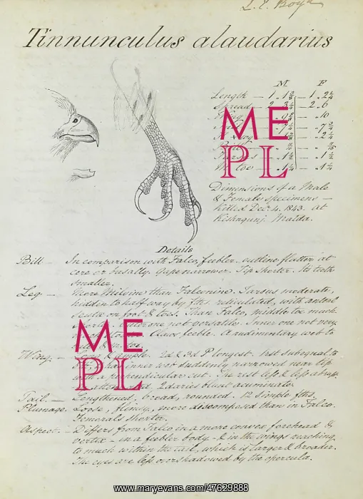 : First page of notes relating to Kestrel : First page of notes relating to Kestrel