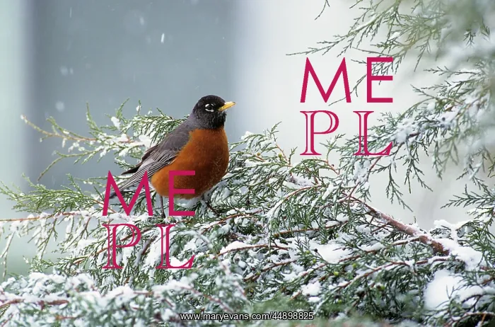 : FIRST ROBIN OF SPRING ON SNOW COVERED JUNIPER : FIRST ROBIN OF SPRING ON SNOW COVERED JUNIPER