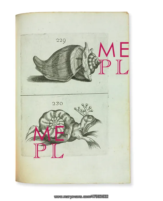 : First shell book : First shell book