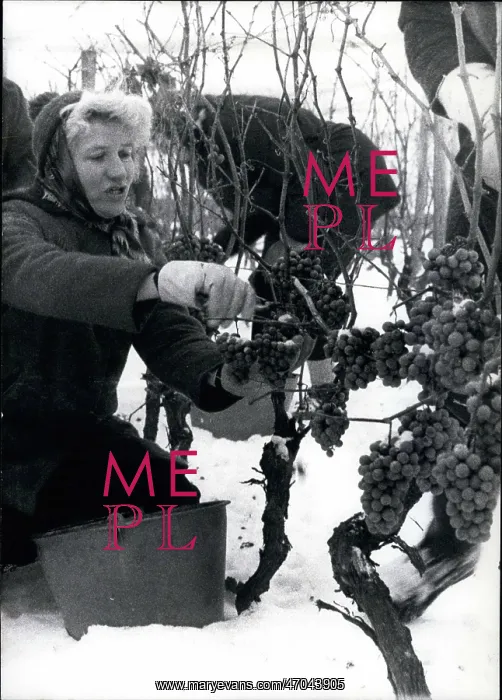 : For the first time three wineries: gathered : For the first time three wineries: gathered