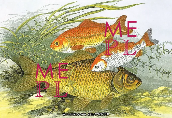 : Three fish