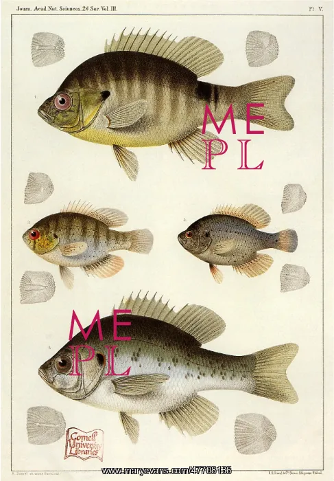  : Four Fish