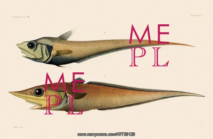  : Fish