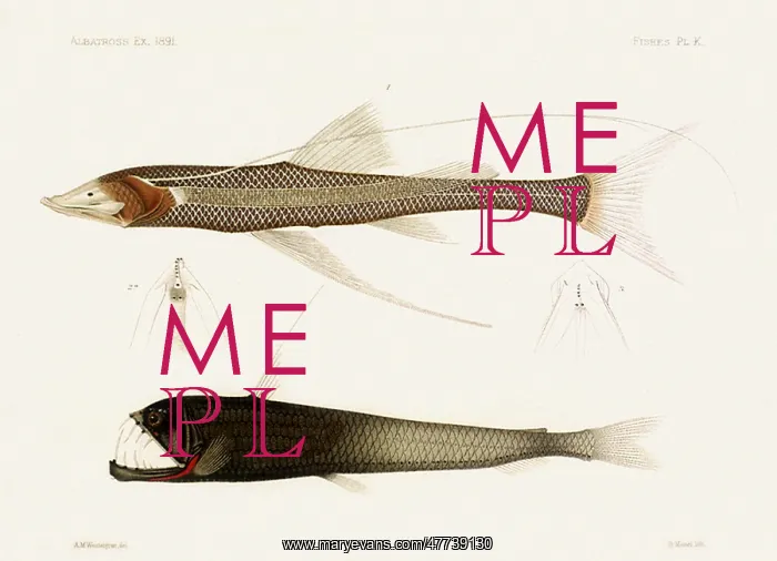  : Fish