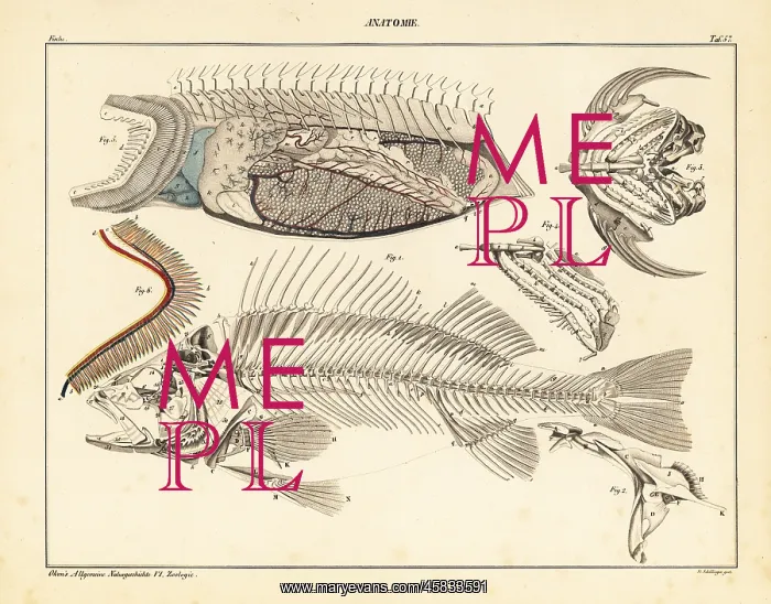 : Fish anatomy showing skeleton, gills, etc : Fish anatomy showing skeleton, gills, etc