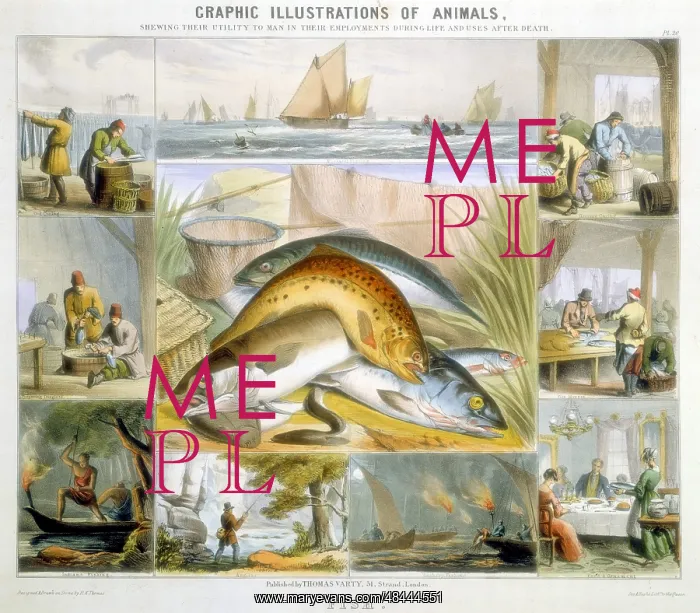 : Fish: Anchovies, Mackerel, Cod, Isinglass (from : Fish: Anchovies, Mackerel, Cod, Isinglass (from