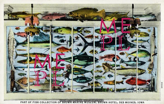: Fish Collection, Brown Marine Museum, Des Moines, Iowa : Fish Collection, Brown Marine Museum, Des Moines, Iowa