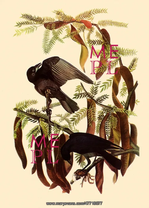  : Two Fish Crows