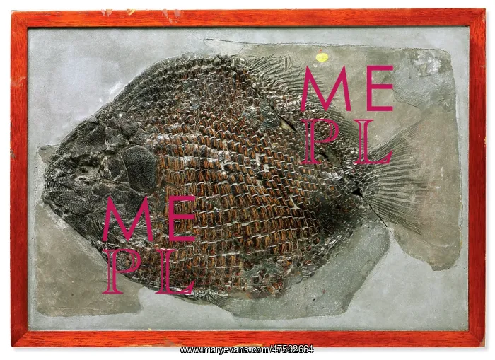 : Fish Dapedium : Fish Dapedium