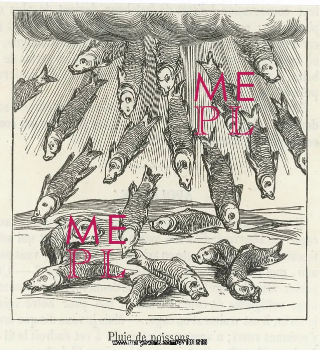 : Fish Fall. A fall of fish : Fish Fall. A fall of fish