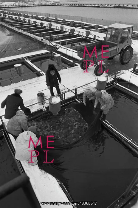 : Fish farm. USSR. January 10, 1983. Workers haul a fishing net at a farm : Fish farm. USSR. January 10, 1983. Workers haul a fishing net at a farm