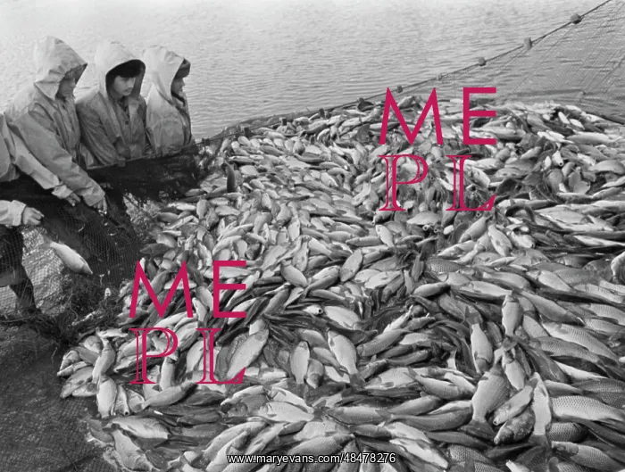: Fish farm. SAMARA OBLAST, USSR. September 25, 1983 : Fish farm. SAMARA OBLAST, USSR. September 25, 1983