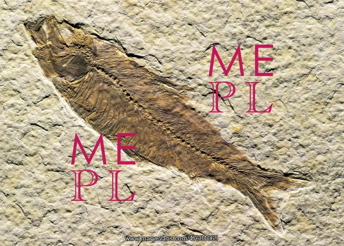 : Fish fossil : Fish fossil