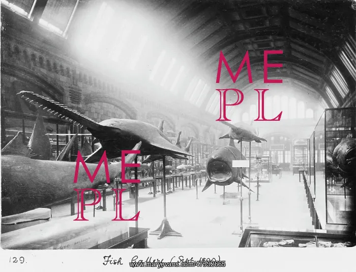  : Fish Gallery, September 1890