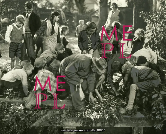 : Fish gleaning, 1932 : Fish gleaning, 1932
