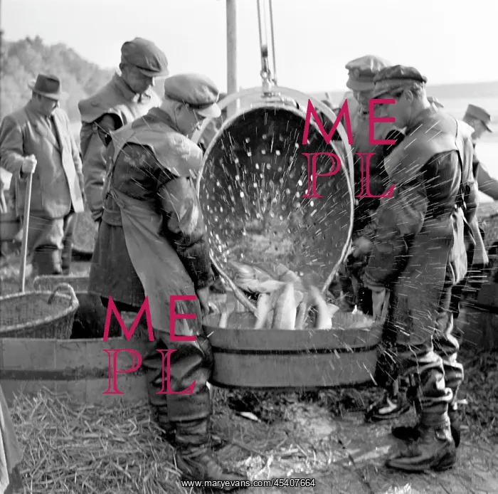  : Fish harvest