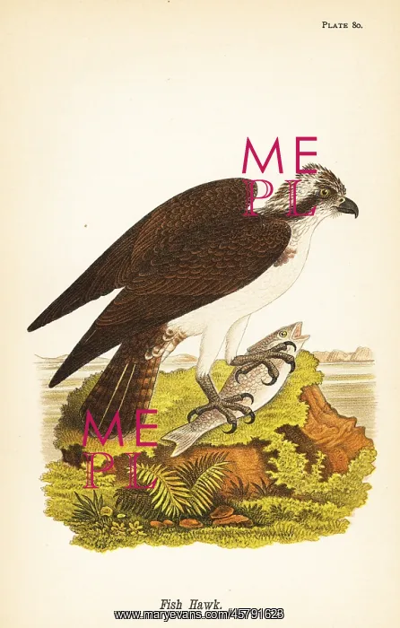 : Fish hawk or osprey, Pandion haliaetus : Fish hawk or osprey, Pandion haliaetus