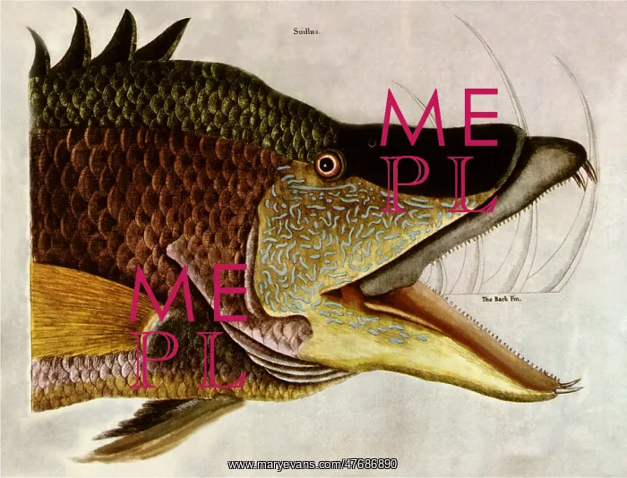  : Fish Head