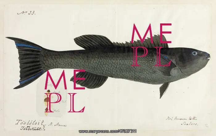 : Fish illustration : Fish illustration