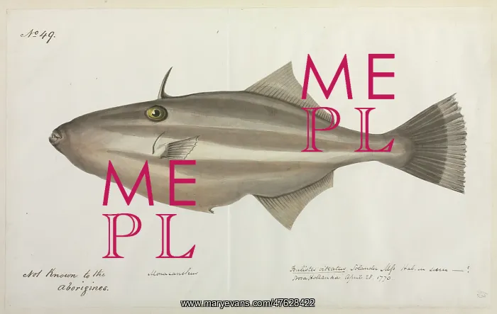 : Fish illustration : Fish illustration