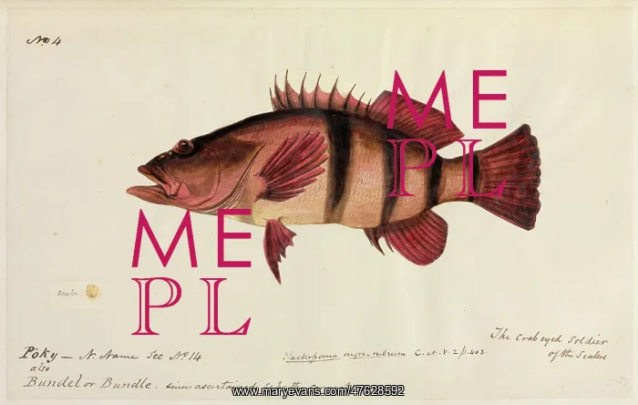 : Fish illustration : Fish illustration