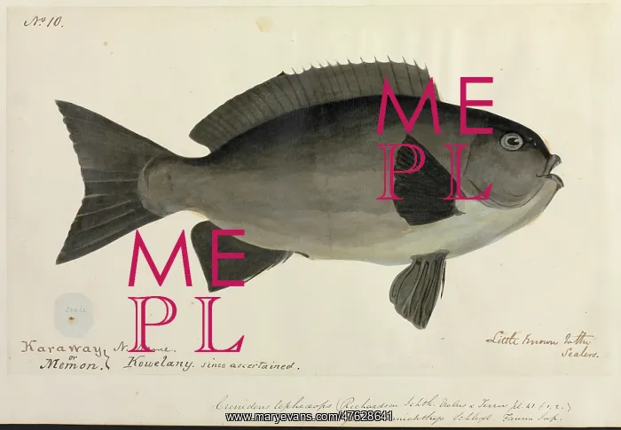 : Fish illustration : Fish illustration