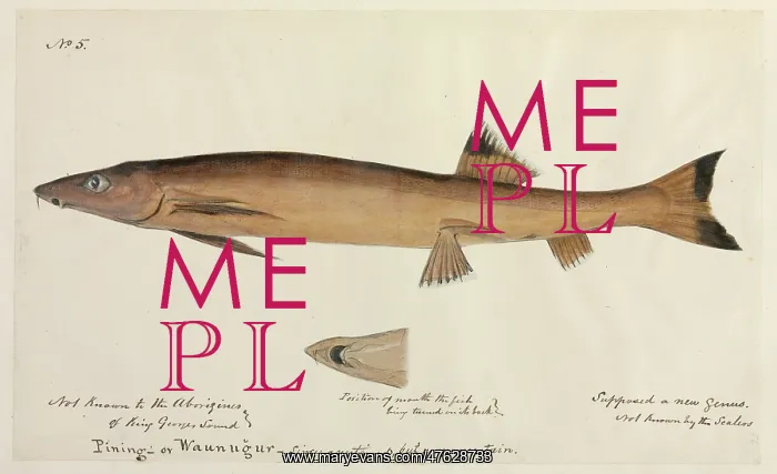: Fish illustration : Fish illustration