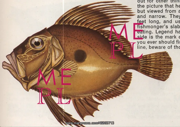 : Fish illustration, John Dory : Fish illustration, John Dory
