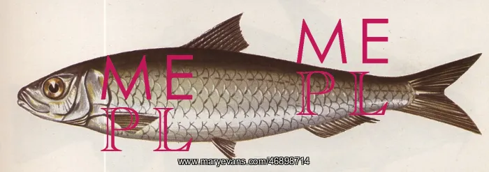 : Fish illustration, Pilchard : Fish illustration, Pilchard