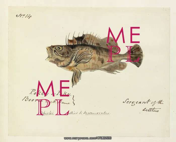: Fish illustration by Robert Neill : Fish illustration by Robert Neill