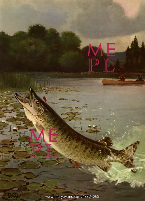  : Fish leaps out of Water
