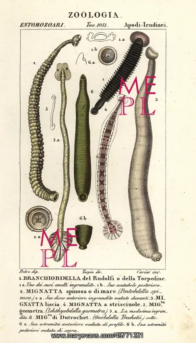: Fish leech and freshwater leeches : Fish leech and freshwater leeches