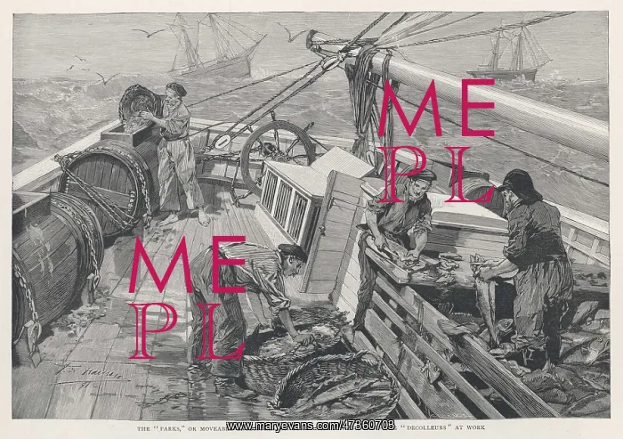 : FISH / NEWFOUNDLAND BANKS : FISH / NEWFOUNDLAND BANKS