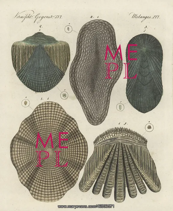 : Fish scales of cod, gudgeon, tench, eel and perch : Fish scales of cod, gudgeon, tench, eel and perch