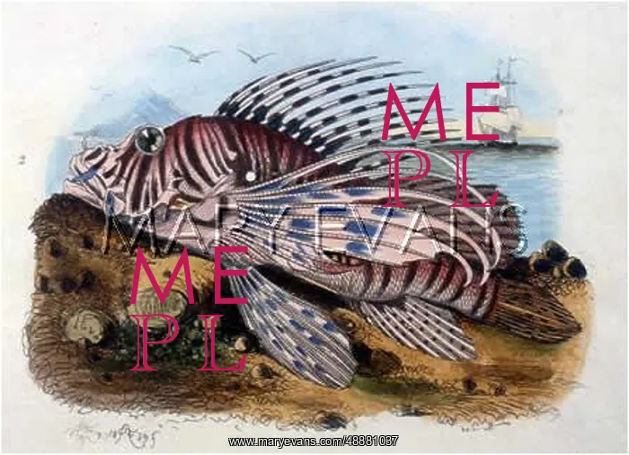 : FISH / SCORPION-FISH, 1838 : FISH / SCORPION-FISH, 1838