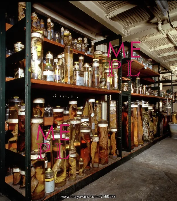 : Fish Specimens in the Spirit Building : Fish Specimens in the Spirit Building