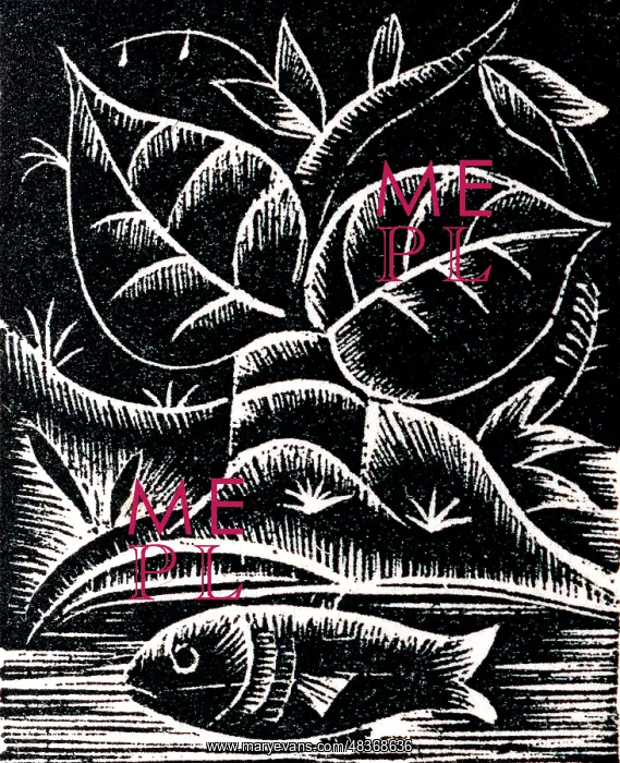 : A fish swimming in a river : A fish swimming in a river