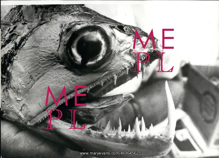 : Fish with teeth caught in remote Brazilian river : Fish with teeth caught in remote Brazilian river