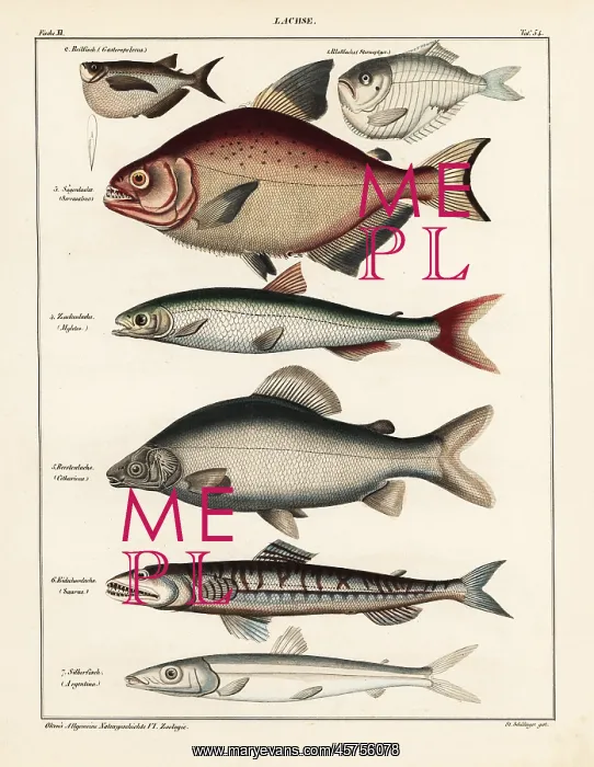 : Fish varieties : Fish varieties