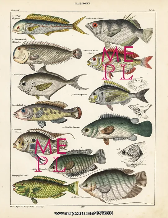 : Fish varieties : Fish varieties