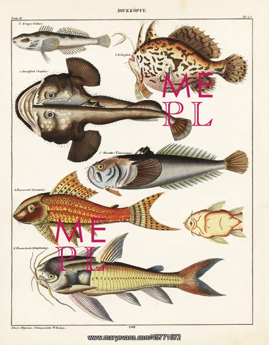 : Fish varieties : Fish varieties
