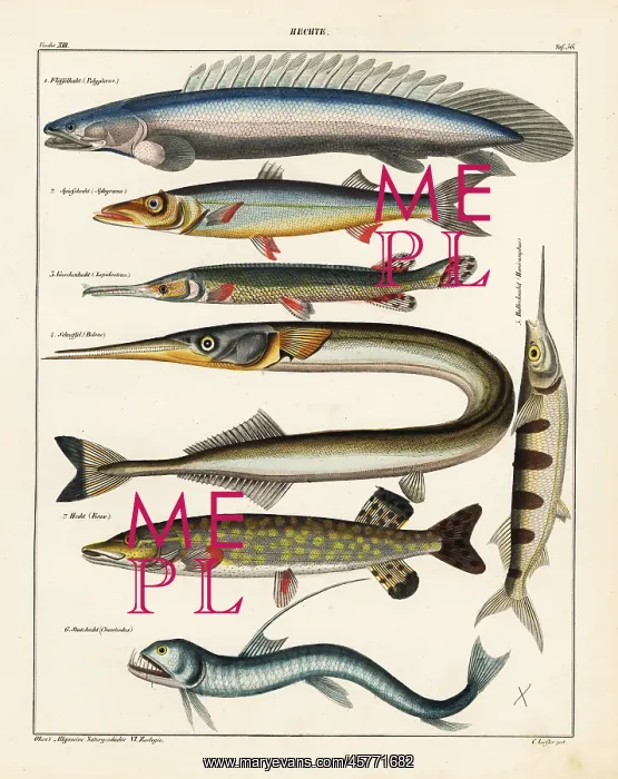 : Fish varieties : Fish varieties