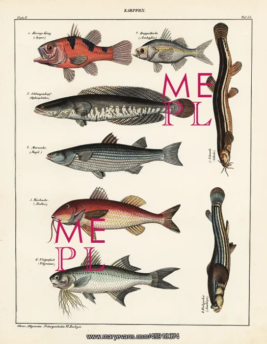 : Fish varieties : Fish varieties