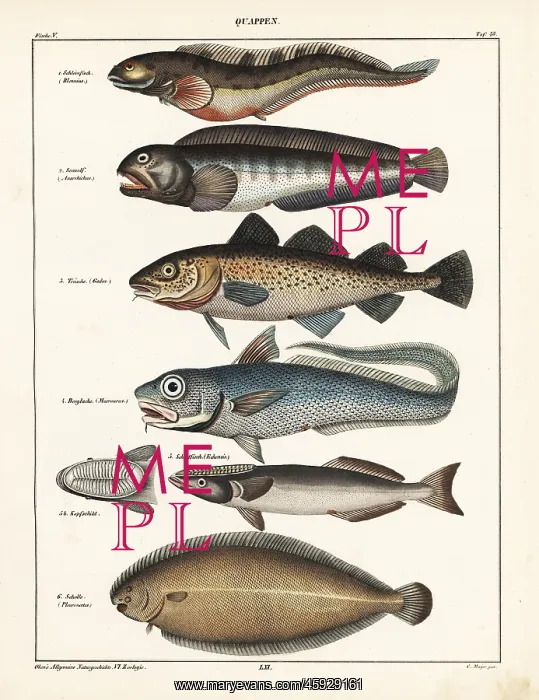 : Fish varieties : Fish varieties