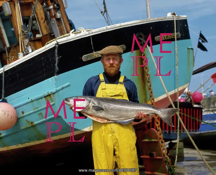 : Fisherman with large coley fish, St Ives, Cornwall : Fisherman with large coley fish, St Ives, Cornwall