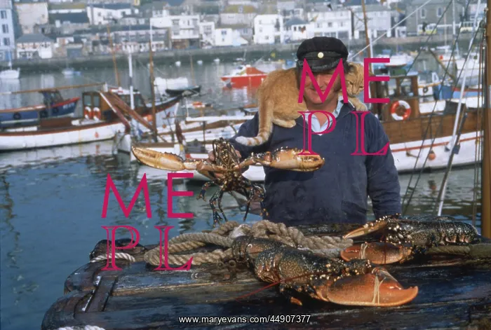 : Fisherman with lobsters and cat, St Ives, Cornwall : Fisherman with lobsters and cat, St Ives, Cornwall