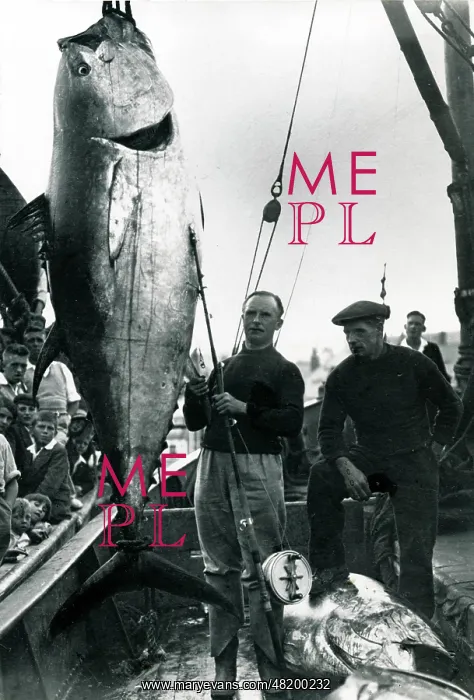 : Fisherman with a mate with a catch of giant tuna : Fisherman with a mate with a catch of giant tuna